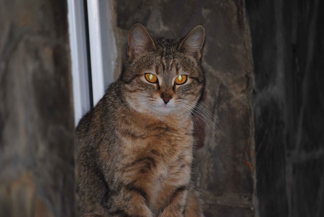 Котовторник с Кузей