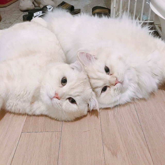 Прикольных котов пост