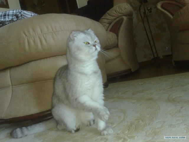 Котовторник 06.12.2011