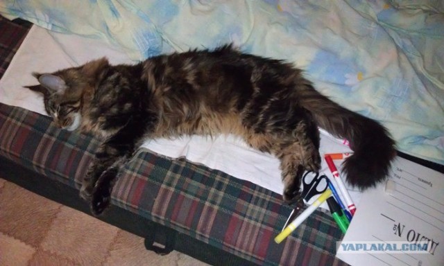 Котовторник (28.02.2012)
