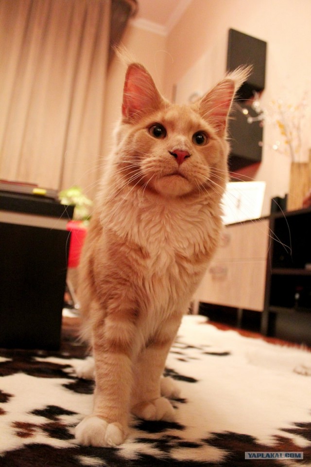 Котовторник 10.04.2012