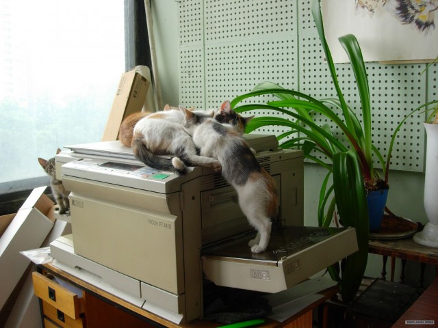 Котовторник 24.04.2012