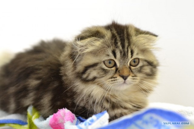 Котовторник   5.06.2012