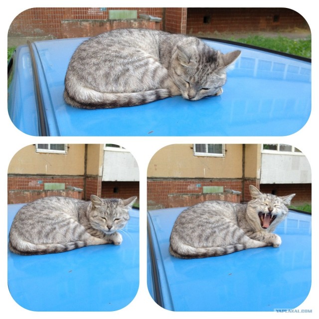 Котовторник  19.06.2012