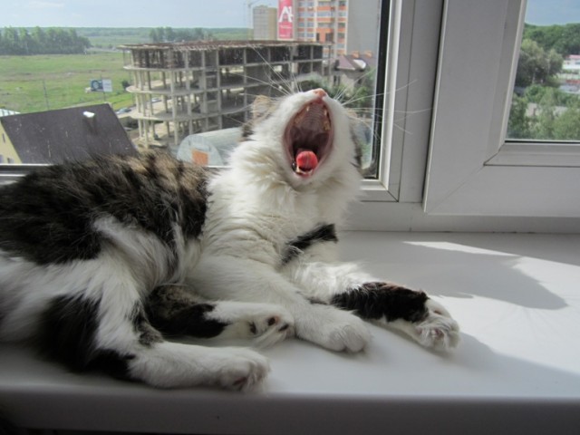Котовторник  4.09.12