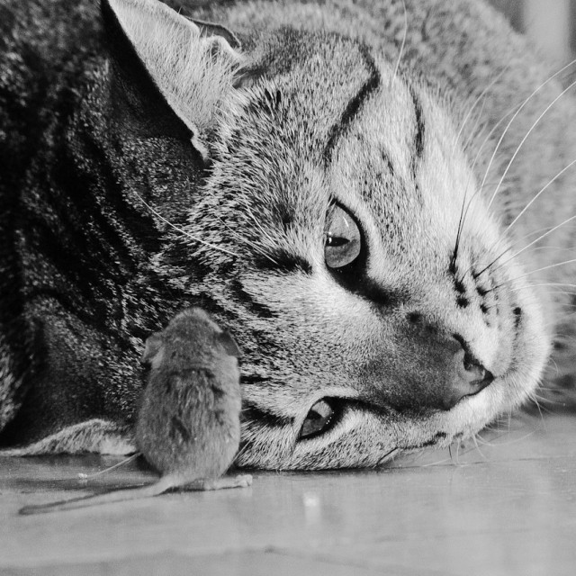 Везучая мышь