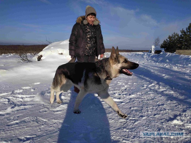 Собаки и хозяева "тогда и сейчас"