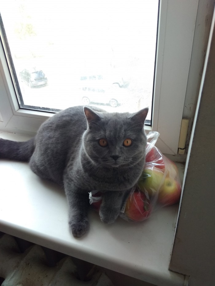 Кошки, которые заснули в самых невообразимых позах