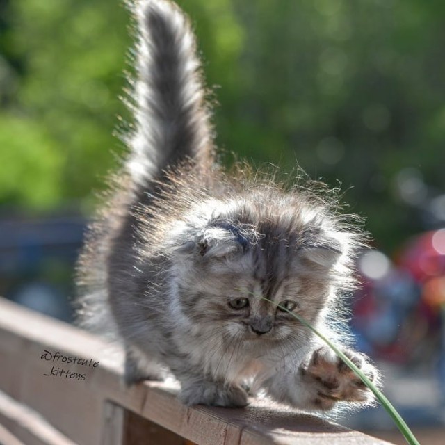 Котовторник однако