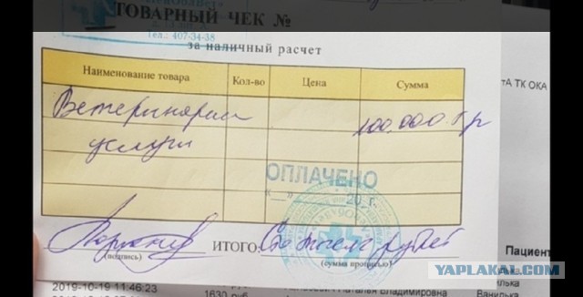 Помогите вернуть кота! Приют "Преданное сердце" украл кота и не отдает!-2