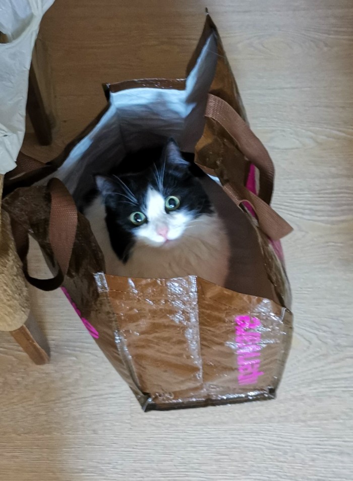 Коты и коробки созданы друг для друга