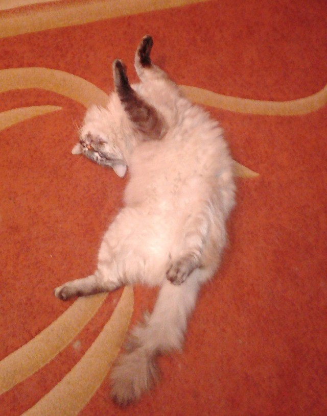 Котовторник *новогодний* 31/12/2019