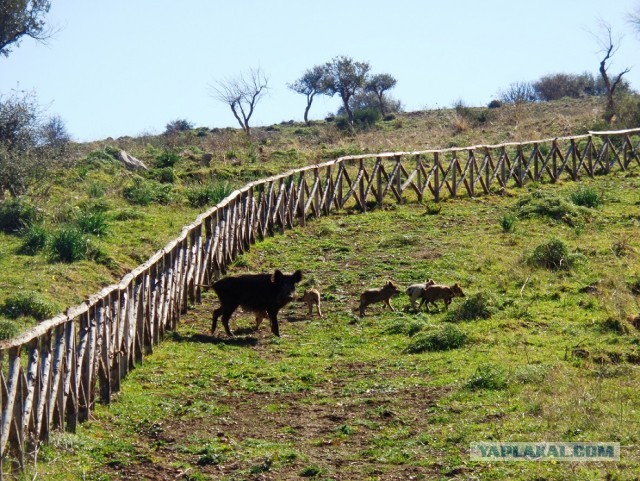 Лапша лугового флота свободного выгула