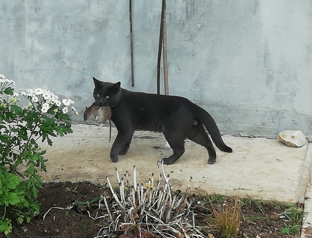 Корабельный кот