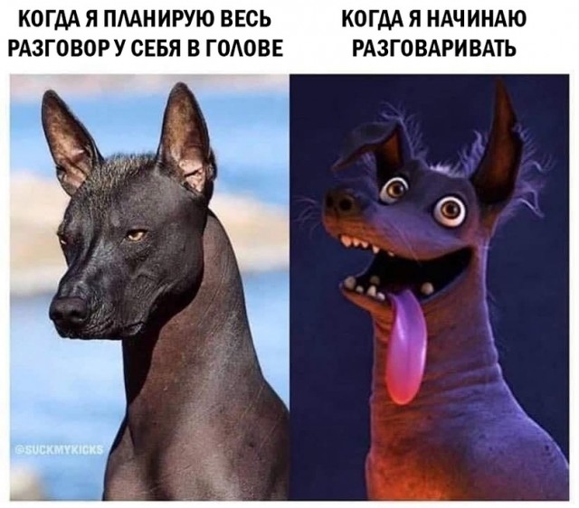 Весёлый полтишок 16.03