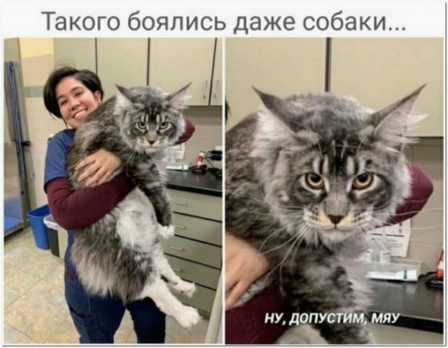 Картинки и мемы для настроения 15.06.2021