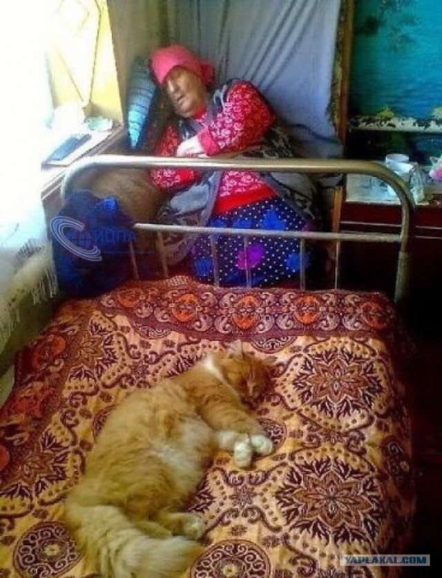 Всемирный день кошек