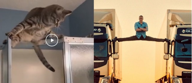 Котики от Нарвского