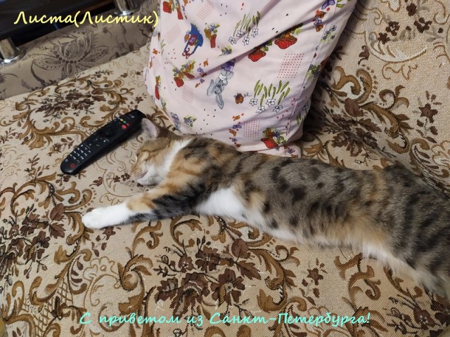 Жизнь домашнего приюта "Котоленд" 316