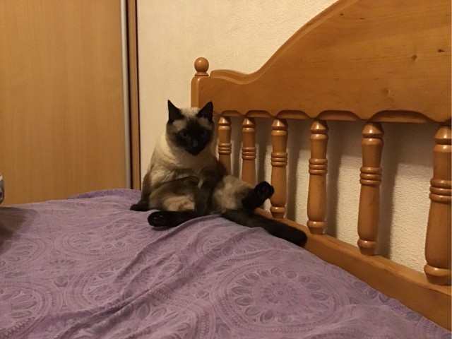 Котовторник 11.01.22