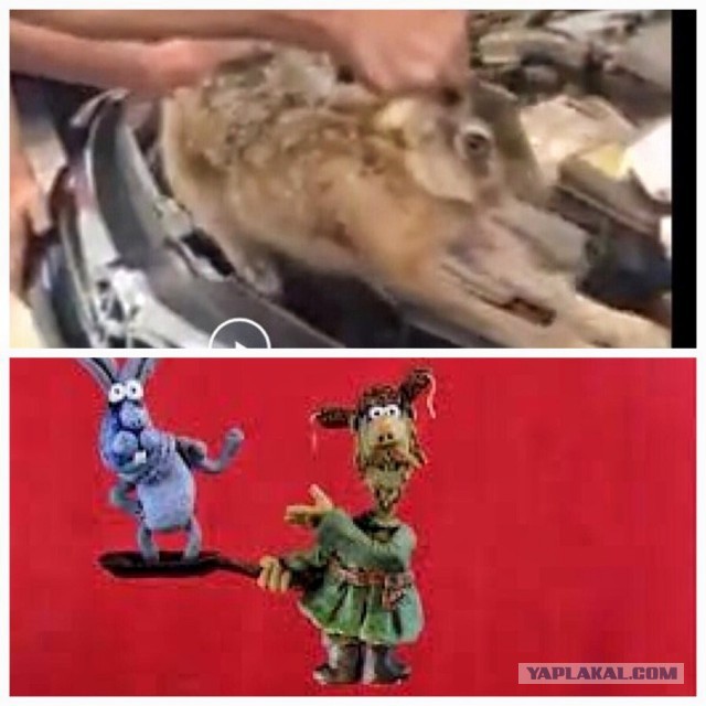 Удачно поохотился