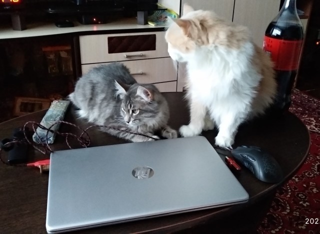 Котовторник 25.01.22