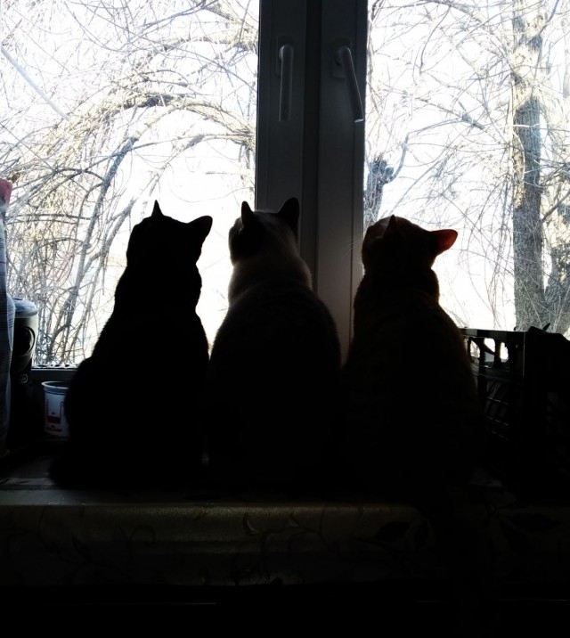 Ну, поехали в котоввторник!