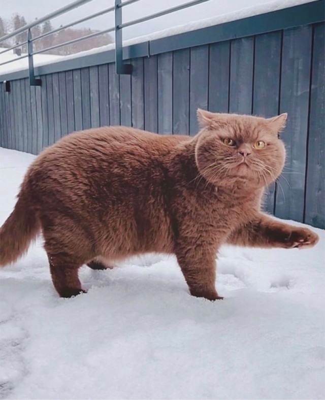 А это мой котан к котовторнику