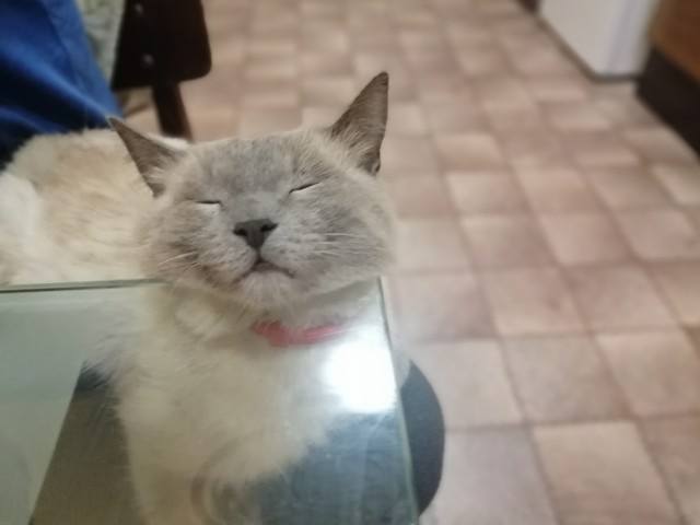 Начну котовторник чуть раньше!