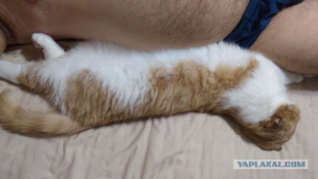 А как вы спите с котиком?