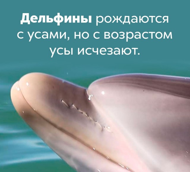 Немного бесполезных фактов