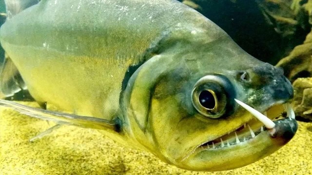 Скумбриевидный гидролик: Опасная Амазонка. Саблезубая рыба, которая охотится на пираний