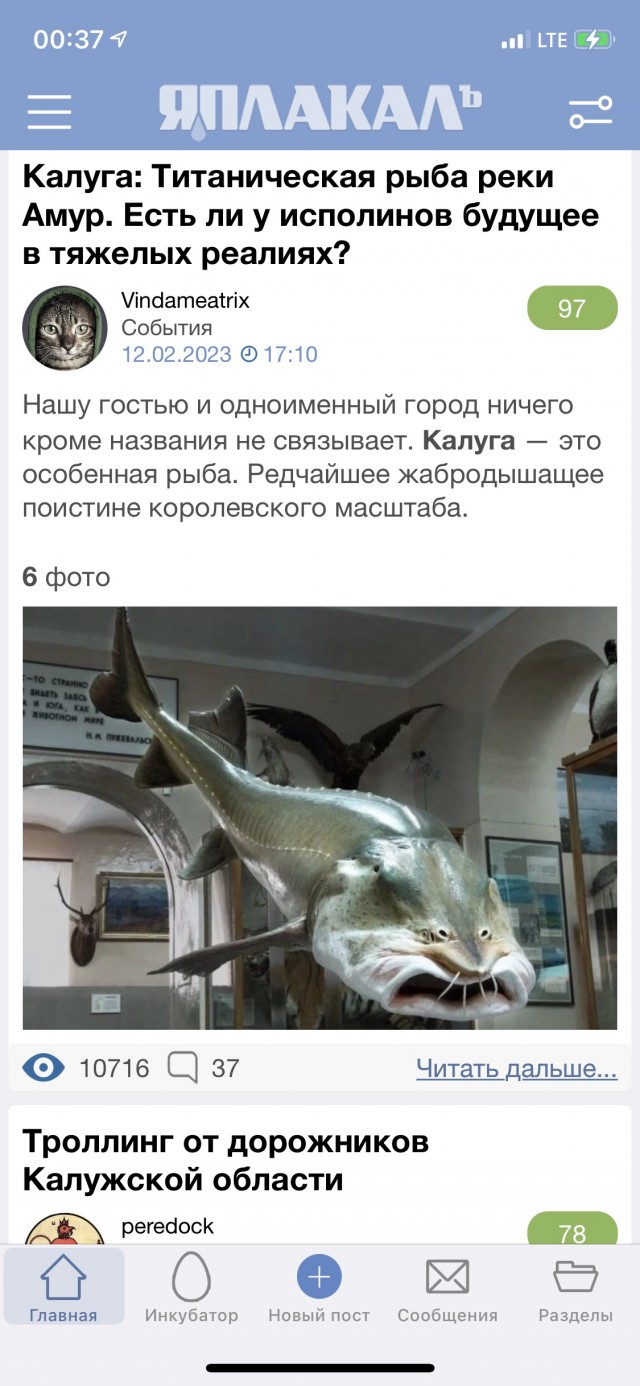 Калуга: Титаническая рыба реки Амур. Есть ли у исполинов будущее в тяжелых реалиях?