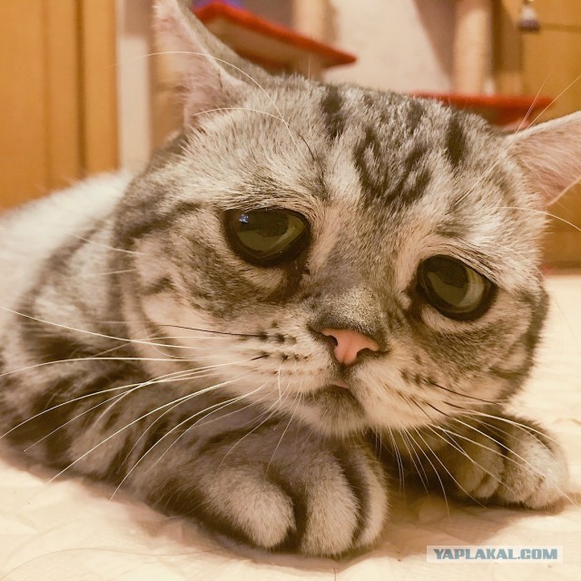 Самый грустный кот в мире