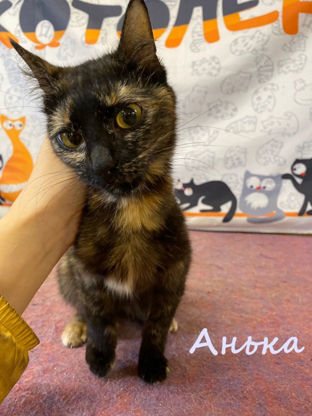 Жизнь домашнего приюта "Котоленд" 387