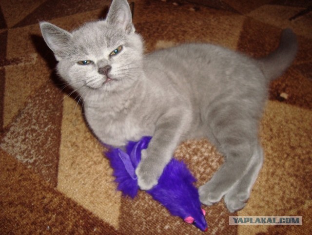 Котовторник 09.04.2013