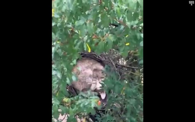 Странный птенец