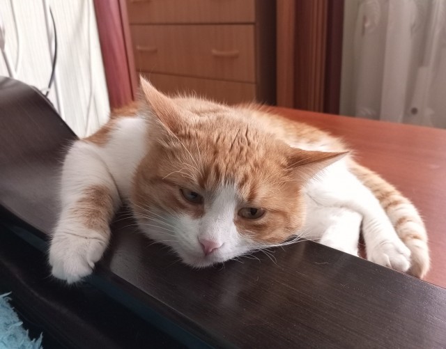 Котовторник Рыжих