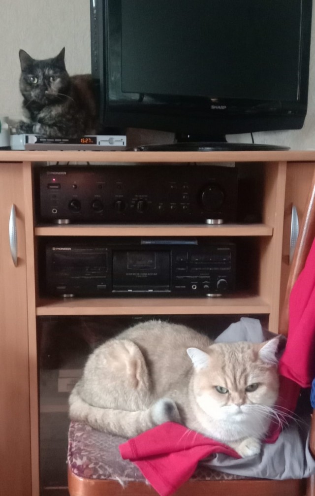 Принимайте в собратья, которабы