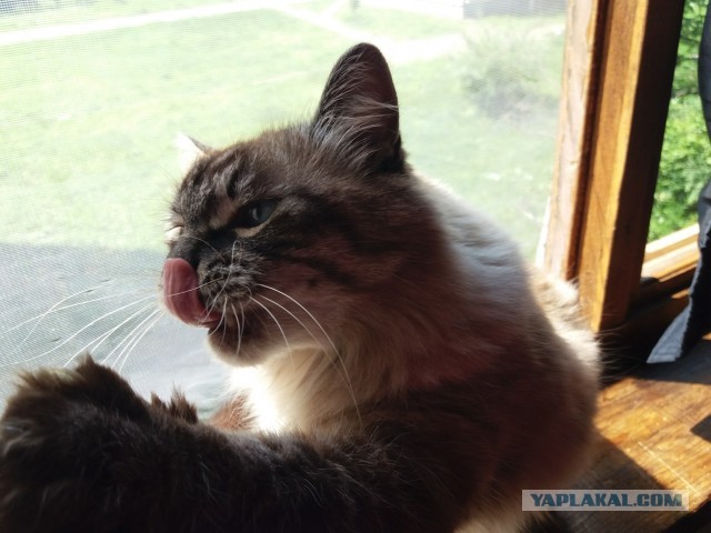 Котовторник!