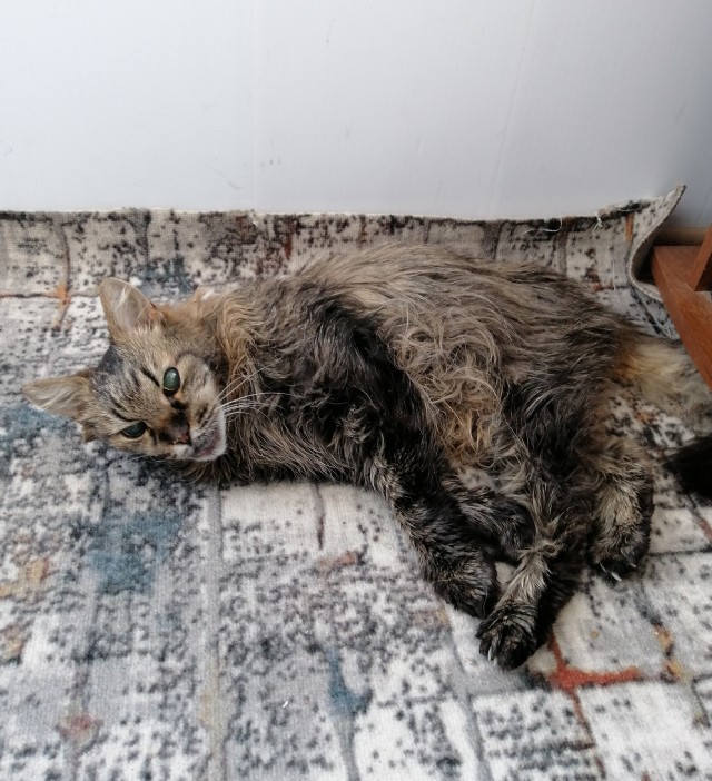 Жизнь с котом в одной картинке