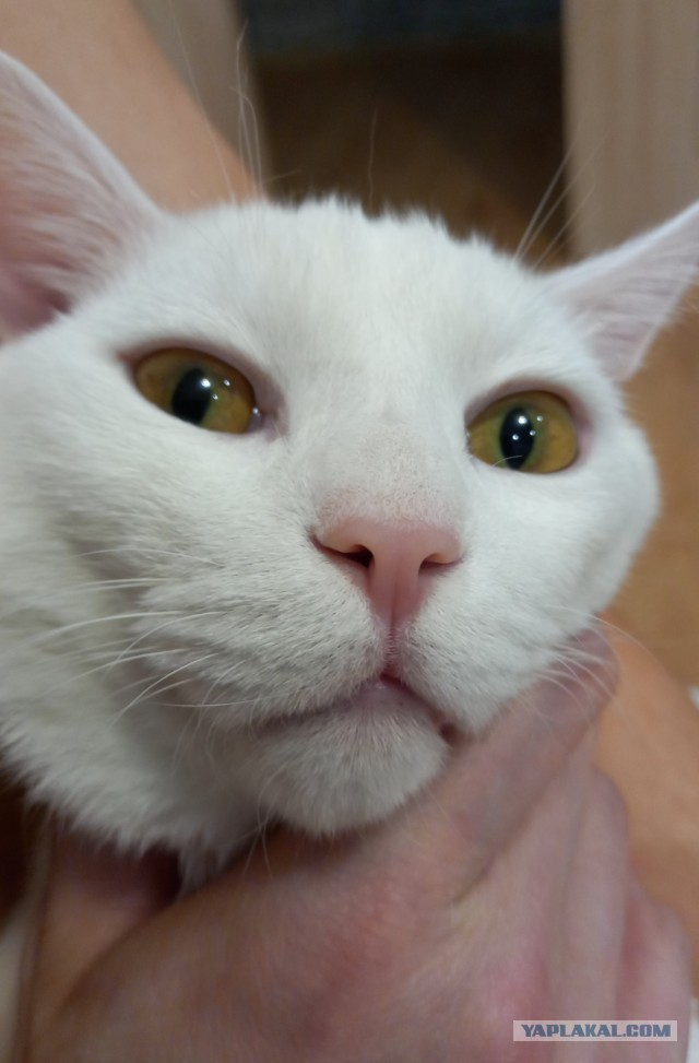 Нестандартные коты