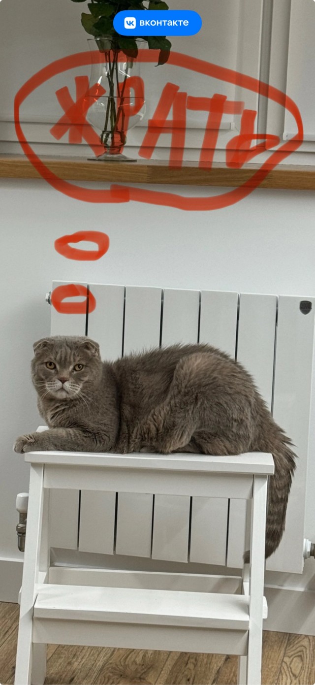 Идти коту за едой или нет?