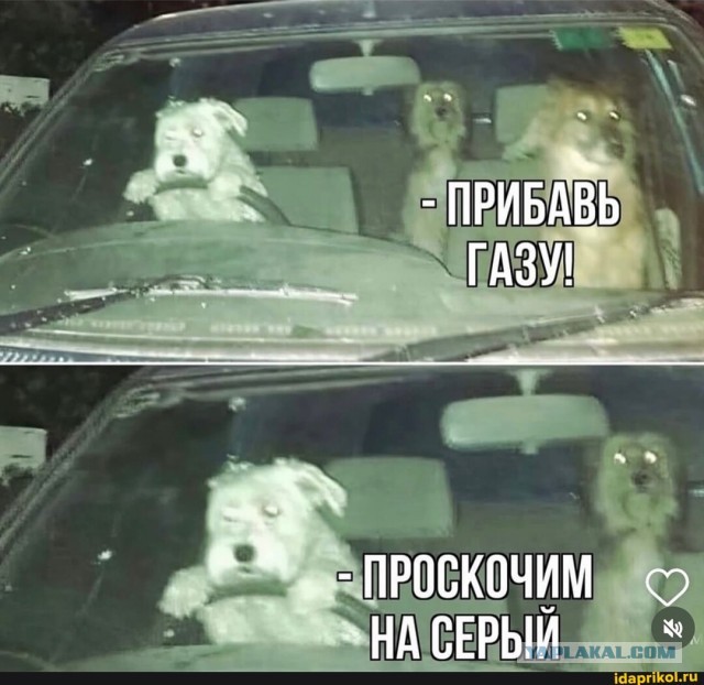 В Новой Зеландии есть специальная школа, где собак обучают управлять автомобилем