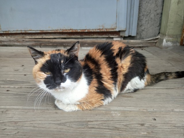 Котовторник