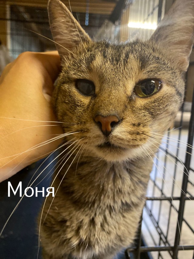 Жизнь домашнего приюта "Котоленд" 511