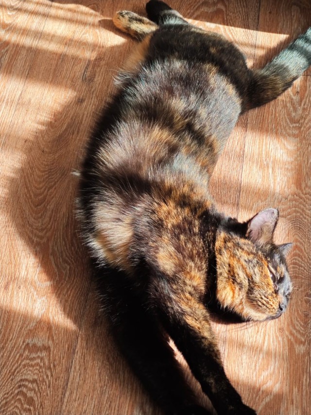 Котовторник.Наши модели