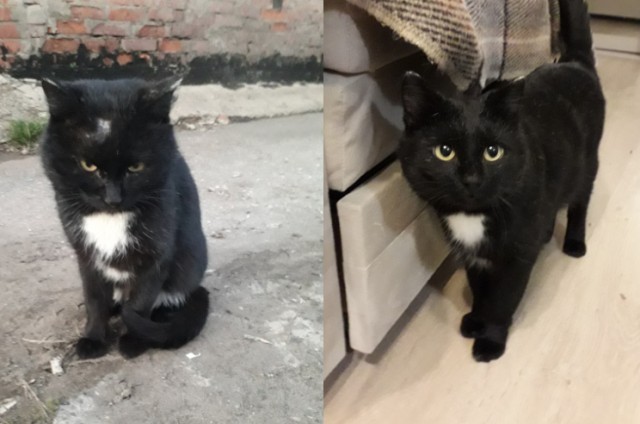 Сегодня день памяти кота Славы