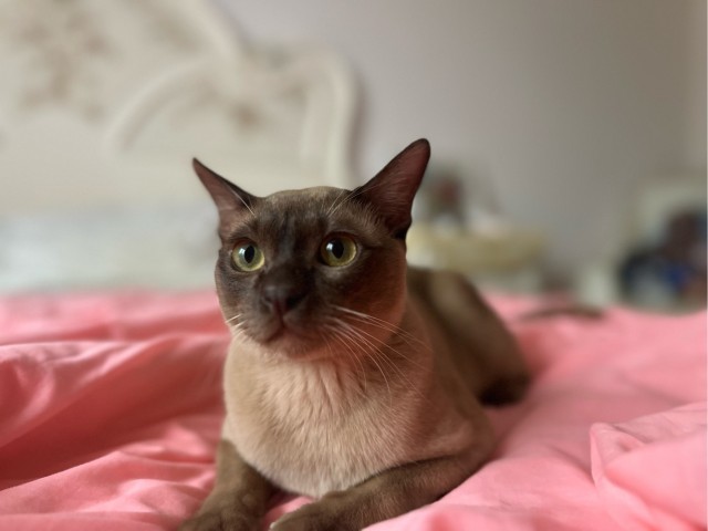 Котовторник говоришь?!...