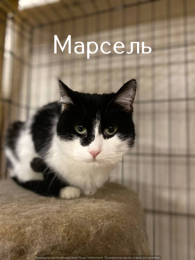 Жизнь домашнего приюта "Котоленд" 525